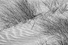 USA, California, Central Coast, Oceano, Dune grass at Pismo State Beach Dune Preserve Art Print